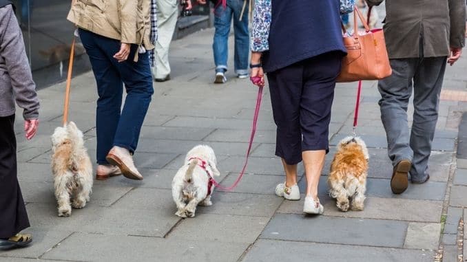 Dandie Dinmont Terrier