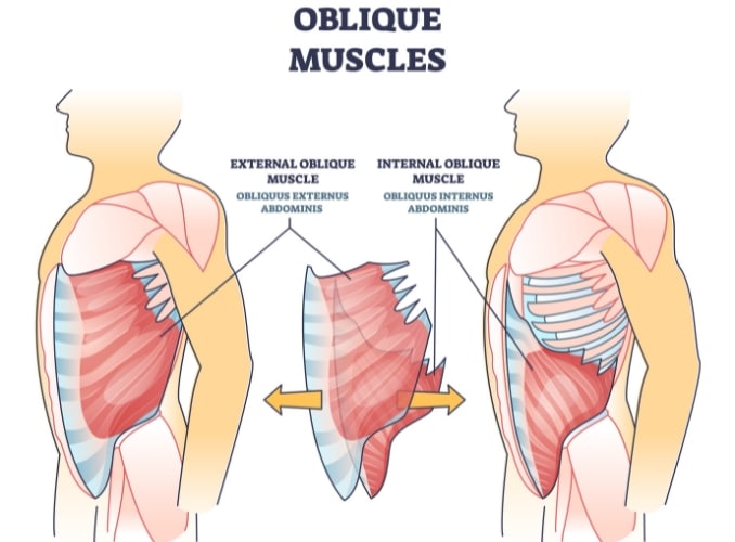 What are Oblique Muscles?